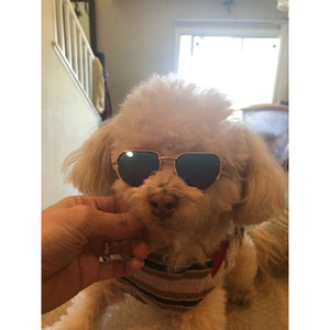 Pet Fashion Glasses